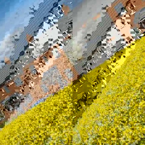 Rural homes with yellow plant