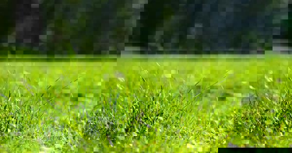 Grass Onehundredseventyfive Cxr73pwfp O Unsplash