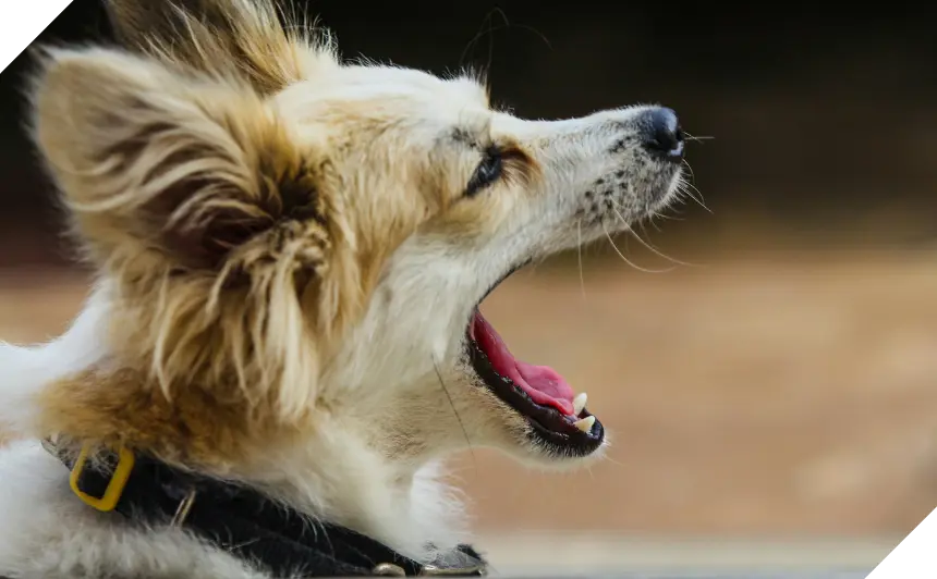 ASB Dog Barking CROP