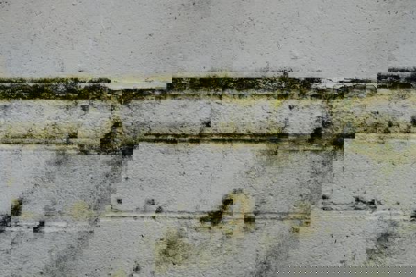 Green Damp Wall